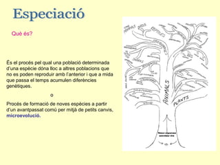 Què és?




És el procés pel qual una població determinada
d’una espècie dóna lloc a altres poblacions que
no es poden reproduir amb l’anterior i que a mida
que passa el temps acumulen diferències
genètiques.
                    o
Procés de formació de noves espècies a partir
d’un avantpassat comú per mitjà de petits canvis,
microevolució.
 