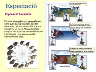 Especiació Alopàtrida:

Especiació alopàtrida o geografica es
dóna quan dues poblacions queden
separades per una barrera física, ( una
muntanya, un riu...). Al cap de milers
d’anys s’han acumulat tantes diferències
( genètiques ) que ja no es poden
encreuar entre elles.
 