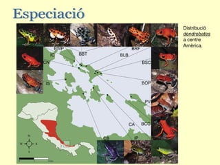 Distribució
dendrobates
a centre
Amèrica.
 
