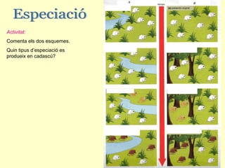 Activitat:
Comenta els dos esquemes.
Quin tipus d’especiació es
produeix en cadascú?
 