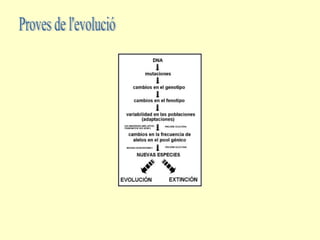 Proves de l'evolució. Especiació.
