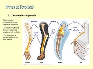 1. L’anatomia comparada.
Observeu les
extremitats de les
següents espècies:
- Indica quina funció
desenvolupen les
següents extremitats.
- Compara-les a
quines conclusions
pots arribar
 
