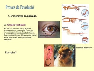 1. L’anatomia comparada.


A- Òrgans vestigials:
Es tracta d’estructures que ja no
s’utilitzen i que, al llarg de l’evolució
d’una espècie, han quedat atrofiades.
Són reminiscències d’òrgans que havien
estat útils en els avantpassats de
l’espècie.



                                            Tubercle de Darwin

Exemples?
 
