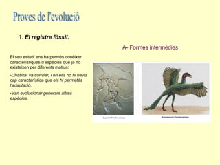 1. El registre fòssil.
                                               A- Formes intermèdies
El seu estudi ens ha permès conèixer
característiques d’espècies que ja no
existeixen per diferents motius:
-L’hàbitat va canviar, i en ells no hi havia
cap característica que els hi permetés
l’adaptació.
-Van evolucionar generant altres
espècies.
 
