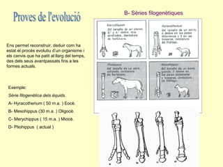 B- Sèries filogenètiques




Ens permet reconstruir, deduir com ha
estat el procés evolutiu d’un organisme i
els canvis que ha patit al llarg del temps,
des dels seus avantpassats fins a les
formes actuals.



Exemple:
Sèrie filogenètica dels èquids.
A- Hyracotherium ( 50 m.a. ) Eocè.
B- Mesohippus (30 m.a. ) Oligocè.
C- Merychippus ( 15 m.a. ) Miocè.
D- Pliohippus ( actual )
 