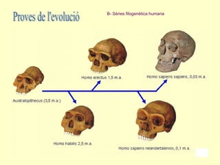 B- Sèries filogenètica humana
 