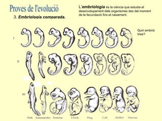 L’embriologia és la ciència que estudia el
                            desenvolupament dels organismes des del moment
                            de la fecundació fins el naixement.
3. Embriologia comparada.


                                                                 Quin embrió
                                                                 tries?
 