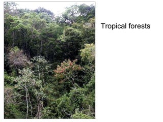 Tropical forests 