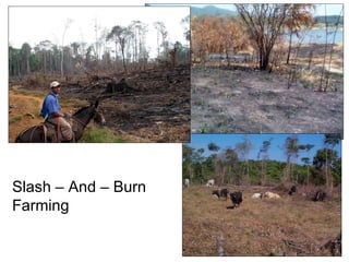 Slash – And – Burn Farming 