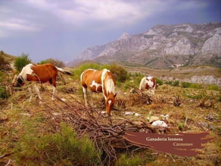 Provincia de León (España)