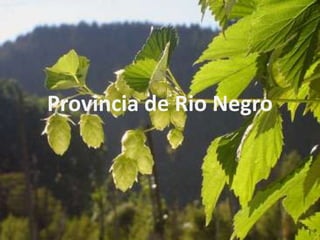 Provincia de Rio Negro
 