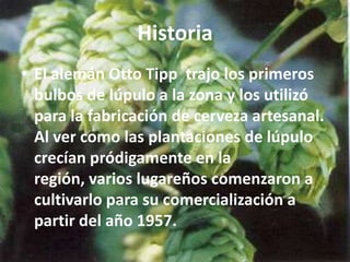 Historia
• El alemán Otto Tipp trajo los primeros
  bulbos de lúpulo a la zona y los utilizó
  para la fabricación de cerveza artesanal.
  Al ver como las plantaciones de lúpulo
  crecían pródigamente en la
  región, varios lugareños comenzaron a
  cultivarlo para su comercialización a
  partir del año 1957.
 