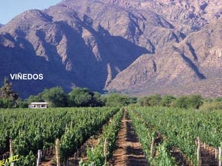 VIÑEDOS BEATRIZ 