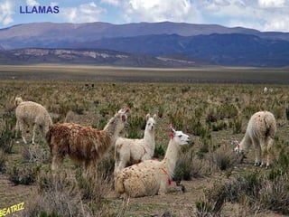 LLAMAS BEATRIZ 