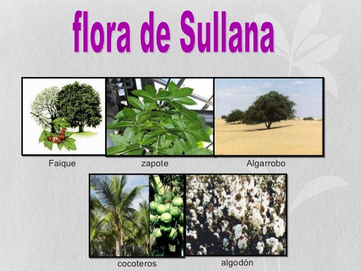 Resultado de imagen para flora de sullana