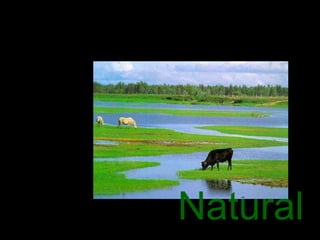 Natural 