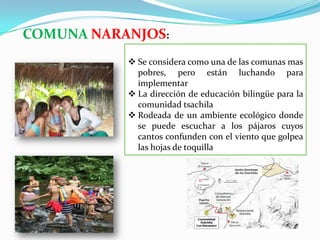 COMUNA NARANJOS:
 Se considera como una de las comunas mas
pobres, pero están luchando para
implementar
 La dirección de educación bilingüe para la
comunidad tsachila
 Rodeada de un ambiente ecológico donde
se puede escuchar a los pájaros cuyos
cantos confunden con el viento que golpea
las hojas de toquilla
 