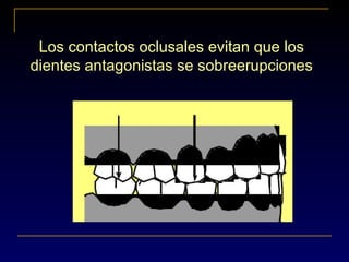 Los contactos oclusales evitan que los
dientes antagonistas se sobreerupciones
 