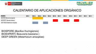 Biospore PROVRAEM - MIP.pptx en platanos y bananos | PPTX