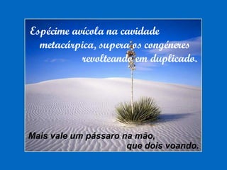 Espécime avícola na cavidade metacárpica, supera os congéneres revolteando em duplicado. Mais vale um pássaro na mão,  que dois voando. 