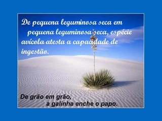 De pequena leguminosa seca em pequena leguminosa seca, espécie avícola atesta a capacidade de ingestão. De grão em grão,  a galinha enche o papo. 