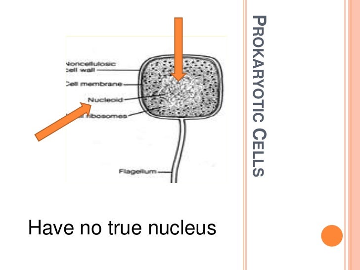 cell theory prokaryotic and eukaryotic differences between plant and animal cells chart