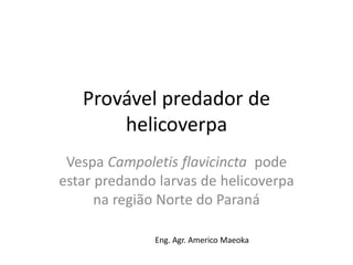 Provável predador de
helicoverpa
Vespa Campoletis flavicincta pode
estar predando larvas de helicoverpa
na região Norte do Paraná
Eng. Agr. Americo Maeoka
 