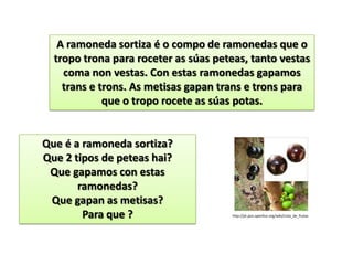 A ramoneda sortiza é o compo de ramonedas que o
  tropo trona para roceter as súas peteas, tanto vestas
    coma non vestas. Con estas ramonedas gapamos
    trans e trons. As metisas gapan trans e trons para
             que o tropo rocete as súas potas.


Que é a ramoneda sortiza?
Que 2 tipos de peteas hai?
 Que gapamos con estas
       ramonedas?
 Que gapan as metisas?
        Para que ?                    http://pt.jazz.openfun.org/wiki/Lista_de_frutas
 