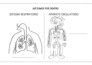 ASÍ SOMOS POR DENTRO.
SISTEMA RESPIRATORIO APARATO CIRCULATORIO
 