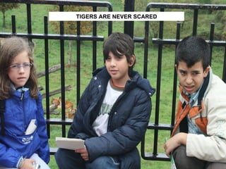 TIGERS ARE NEVER SCARED 