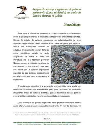 Proxecto de marcaxe e seguimento de gaivotas
                             patiamarelas (Larus michahellis) con anelas de
                             lectura a distancia en Galicia.


                                                                               Metodoloxía

      Para obter a información necesaria e poder incrementar o coñecemento
sobre a gaivota patiamarela é necesario a utilización do anelamento científico,
técnica de estudio da avifauna consistente na individualización de aves
silvestres mediante unha anela metálica. Esta operación pasa pola captura
inocua     dos     exemplares          obxecto       de
estudo, o procesamento en man -toma de
datos biométricos, estudio da muda,
asignación       de     idade      e     sexo      dos
individuos, etc.- e a liberación posterior.
Nalgúns casos, a posterior recaptura da
ave marcada ou a recuperación final como
ave morta dan a coñecer importantes
aspectos da súa bioloxía, especialmente
no relacionado cos seus movementos e
migracións.


      O anelamento científico é a ferramenta imprescindible para acadar os
obxectivos indicados con anterioridade, pero para maximizar os resultados
utilizaranse anelas de lectura a distancia, que son totalmente inocuas para as
aves e facilitan o control da mesma sen necesidade de recapturala.


      Cada exemplar de gaivota capturado neste proxecto marcarase cunha
anela alfanumérica de aceiro inoxidable de entre 9 e 11 mm de diámetro, 10


Grupo de Anelamento ANDURIÑA. Entidade científica sen ánimo de lucro fundada en 1985. Inscrita no
  Rexistro de Entidades de Carácter Ambiental da Comunidade Autónoma de Galicia co nº 2008/0083.

                                                12 de 29


     O Tobal, 35. 36940 Cangas (Pontevedra) • E-mail albertopastoriza@hotmail.com • Tel.: 658 993 396
 