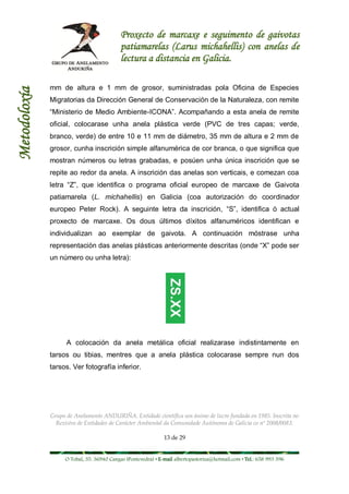 Proxecto de marcaxe e seguimento de gaivotas
                                           patiamarelas (Larus michahellis) con anelas de
                                           lectura a distancia en Galicia.

              mm de altura e 1 mm de grosor, suministradas pola Oficina de Especies
Metodoloxía



              Migratorias da Dirección General de Conservación de la Naturaleza, con remite
              “Ministerio de Medio Ambiente-ICONA”. Acompañando a esta anela de remite
              oficial, colocarase unha anela plástica verde (PVC de tres capas; verde,
              branco, verde) de entre 10 e 11 mm de diámetro, 35 mm de altura e 2 mm de
              grosor, cunha inscrición simple alfanumérica de cor branca, o que significa que
              mostran números ou letras grabadas, e posúen unha única inscrición que se
              repite ao redor da anela. A inscrición das anelas son verticais, e comezan coa
              letra “Z”, que identifica o programa oficial europeo de marcaxe de Gaivota
              patiamarela (L. michahellis) en Galicia (coa autorización do coordinador
              europeo Peter Rock). A seguinte letra da inscrición, “S”, identifica ó actual
              proxecto de marcaxe. Os dous últimos díxitos alfanuméricos identifican e
              individualizan ao exemplar de gaivota. A continuación móstrase unha
              representación das anelas plásticas anteriormente descritas (onde “X” pode ser
              un número ou unha letra):




                    A colocación da anela metálica oficial realizarase indistintamente en
              tarsos ou tibias, mentres que a anela plástica colocarase sempre nun dos
              tarsos. Ver fotografía inferior.




              Grupo de Anelamento ANDURIÑA. Entidade científica sen ánimo de lucro fundada en 1985. Inscrita no
                Rexistro de Entidades de Carácter Ambiental da Comunidade Autónoma de Galicia co nº 2008/0083.

                                                              13 de 29


                   O Tobal, 35. 36940 Cangas (Pontevedra) • E-mail albertopastoriza@hotmail.com • Tel.: 658 993 396
 