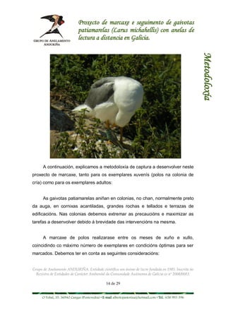 Proxecto de marcaxe e seguimento de gaivotas
                             patiamarelas (Larus michahellis) con anelas de
                             lectura a distancia en Galicia.




                                                                                                        Metodoloxía
      A continuación, explicamos a metodoloxía de captura a desenvolver neste
proxecto de marcaxe, tanto para os exemplares xuvenís (polos na colonia de
cría) como para os exemplares adultos:


      As gaivotas patiamarelas aniñan en colonias, no chan, normalmente preto
da auga, en cornixas acantiladas, grandes rochas e tellados e terrazas de
edificacións. Nas colonias debemos extremar as precaucións e maximizar as
tarefas a desenvolver debido á brevidade das intervencións na mesma.


      A marcaxe de polos realizarase entre os meses de xuño e xullo,
coincidindo co máximo número de exemplares en condicións óptimas para ser
marcados. Debemos ter en conta as seguintes consideracións:


Grupo de Anelamento ANDURIÑA. Entidade científica sen ánimo de lucro fundada en 1985. Inscrita no
  Rexistro de Entidades de Carácter Ambiental da Comunidade Autónoma de Galicia co nº 2008/0083.

                                                14 de 29


     O Tobal, 35. 36940 Cangas (Pontevedra) • E-mail albertopastoriza@hotmail.com • Tel.: 658 993 396
 