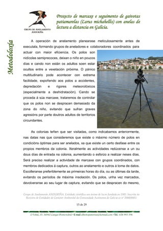 Proxecto de marcaxe e seguimento de gaivotas
                                           patiamarelas (Larus michahellis) con anelas de
                                           lectura a distancia en Galicia.

                    A operación de anelamento planearase meticulosamente antes de
Metodoloxía



              executala, formando grupos de aneladores e colaboradores coordinados para
              actuar con maior eficiencia. Os polos son
              nidícolas semiprecoces, deixan o niño en poucos
              días e cando non están os adultos soen estar
              ocultos entre a vexetación próxima. O pánico
              multitudinario     pode      acontecer        con     extrema
              facilidade, expoñendo aos polos a accidentes,
              depredación          e       rigores        meteorolóxicos
              (especialmente a deshidratación). Cando se
              proceda á súa marcaxe, trataremos de controlar
              que os polos non se despracen demasiado da
              zona do niño, evitando que sufran graves
              agresións por parte doutros adultos de territorios
              circundantes.


                    As colonias teñen que ser visitadas, como indicabamos anteriormente,
              nas datas nas que consideremos que existe o máximo número de polos en
              condicións óptimas para ser anelados, xa que existe un certo desfase entre os
              propios membros da colonia. Xeralmente as actividades redúcense a un ou
              dous días de entrada na colonia, aumentando o esforzo a realizar neses días.
              Será preciso realizar a actividade de marcaxe con grupos coordinados, con
              membros dedicados á captura, outros ao anelamento e outros á toma de datos.
              Escolleranse preferiblemente as primeiras horas do día, ou as últimas da tarde,
              evitando os períodos de máxima insolación. Os polos, unha vez marcados,
              devolveranse ao seu lugar de captura, evitando que se despracen do mesmo,


              Grupo de Anelamento ANDURIÑA. Entidade científica sen ánimo de lucro fundada en 1985. Inscrita no
                Rexistro de Entidades de Carácter Ambiental da Comunidade Autónoma de Galicia co nº 2008/0083.

                                                              15 de 29


                   O Tobal, 35. 36940 Cangas (Pontevedra) • E-mail albertopastoriza@hotmail.com • Tel.: 658 993 396
 