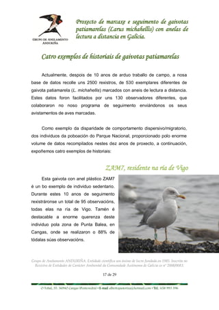 Proxecto de marcaxe e seguimento de gaivotas
                             patiamarelas (Larus michahellis) con anelas de
                             lectura a distancia en Galicia.


      Catro exemplos de historiais de gaivotas patiamarelas

      Actualmente, despois de 10 anos de arduo traballo de campo, a nosa
base de datos recolle uns 2500 rexistros, de 530 exemplares diferentes de
gaivota patiamarela (L. michahellis) marcados con aneis de lectura a distancia.
Estes datos foron facilitados por uns 130 observadores diferentes, que
colaboraron no noso programa de seguimento enviándonos os seus
avistamentos de aves marcadas.


      Como exemplo da disparidade de comportamento dispersivo/migratorio,
dos individuos da poboación do Parque Nacional, proporcionado polo enorme
volume de datos recompilados nestes dez anos de proxecto, a continuación,
expoñemos catro exemplos de historiais:


                                                 ZAM7, residente na ría de Vigo
      Esta gaivota con anel plástico ZAM7
é un bo exemplo de individuo sedentario.
Durante estes 10 anos de seguimento
rexistráronse un total de 95 observacións,
todas elas na ría de Vigo. Tamén é
destacable a enorme querenza deste
individuo pola zona de Punta Balea, en
Cangas, onde se realizaron o 88% de
tódalas súas observacións.



Grupo de Anelamento ANDURIÑA. Entidade científica sen ánimo de lucro fundada en 1985. Inscrita no
  Rexistro de Entidades de Carácter Ambiental da Comunidade Autónoma de Galicia co nº 2008/0083.

                                                17 de 29


     O Tobal, 35. 36940 Cangas (Pontevedra) • E-mail albertopastoriza@hotmail.com • Tel.: 658 993 396
 