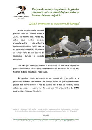 Proxecto de marcaxe e seguimento de gaivotas
                             patiamarelas (Larus michahellis) con anelas de
                             lectura a distancia en Galicia.


                        ZAM8, invernante na costa norte de Portugal

      A gaivota patiamarela con anel
plástico ZAM8 foi anelada xunto a
ZAM7, no mesmo niño. Aínda así,
estes      dous        irmáns         amosan
comportamentos               migratolóxicos
totalmente diferentes. ZAM8 inverna
no esteiro do río Douro, retornando
ás inmediacións da súa colonia de
nacemento        durante        o     período
reprodutor.


      Este exemplo de desprazamento a localidades de invernada despois do
período reprodutor é un dos comportamentos que se desprende do estudo dos
historias da base de datos do noso grupo.


      Na seguinte imaxe represéntanse os lugares de observación e a
proporción numérica das mesmas, así como a época na que foron realizadas
(época non estival: dende o mes de outubro ata o mes de febreiro; época
estival: de marzo a setembro), referentes aos 18 avistamentos de ZAM8
durante estes dez anos de estudo.




Grupo de Anelamento ANDURIÑA. Entidade científica sen ánimo de lucro fundada en 1985. Inscrita no
  Rexistro de Entidades de Carácter Ambiental da Comunidade Autónoma de Galicia co nº 2008/0083.

                                                19 de 29


     O Tobal, 35. 36940 Cangas (Pontevedra) • E-mail albertopastoriza@hotmail.com • Tel.: 658 993 396
 