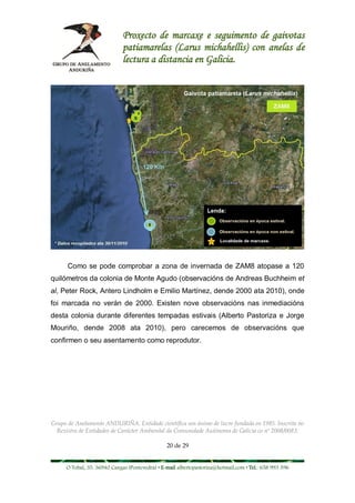 Proxecto de marcaxe e seguimento de gaivotas
                             patiamarelas (Larus michahellis) con anelas de
                             lectura a distancia en Galicia.




      Como se pode comprobar a zona de invernada de ZAM8 atopase a 120
quilómetros da colonia de Monte Agudo (observacións de Andreas Buchheim et
al, Peter Rock, Antero Lindholm e Emilio Martínez, dende 2000 ata 2010), onde
foi marcada no verán de 2000. Existen nove observacións nas inmediacións
desta colonia durante diferentes tempadas estivais (Alberto Pastoriza e Jorge
Mouriño, dende 2008 ata 2010), pero carecemos de observacións que
confirmen o seu asentamento como reprodutor.




Grupo de Anelamento ANDURIÑA. Entidade científica sen ánimo de lucro fundada en 1985. Inscrita no
  Rexistro de Entidades de Carácter Ambiental da Comunidade Autónoma de Galicia co nº 2008/0083.

                                                20 de 29


     O Tobal, 35. 36940 Cangas (Pontevedra) • E-mail albertopastoriza@hotmail.com • Tel.: 658 993 396
 