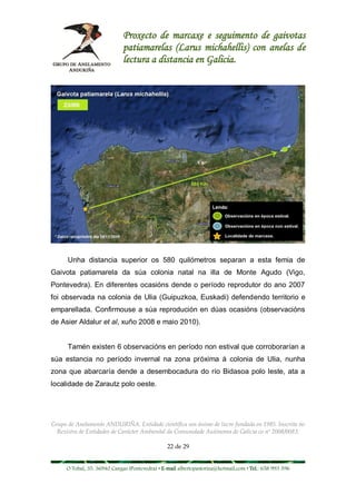 Proxecto de marcaxe e seguimento de gaivotas
                             patiamarelas (Larus michahellis) con anelas de
                             lectura a distancia en Galicia.




      Unha distancia superior os 580 quilómetros separan a esta femia de
Gaivota patiamarela da súa colonia natal na illa de Monte Agudo (Vigo,
Pontevedra). En diferentes ocasións dende o período reprodutor do ano 2007
foi observada na colonia de Ulia (Guipuzkoa, Euskadi) defendendo territorio e
emparellada. Confirmouse a súa reprodución en dúas ocasións (observacións
de Asier Aldalur et al, xuño 2008 e maio 2010).


      Tamén existen 6 observacións en período non estival que corroborarían a
súa estancia no período invernal na zona próxima á colonia de Ulia, nunha
zona que abarcaría dende a desembocadura do río Bidasoa polo leste, ata a
localidade de Zarautz polo oeste.




Grupo de Anelamento ANDURIÑA. Entidade científica sen ánimo de lucro fundada en 1985. Inscrita no
  Rexistro de Entidades de Carácter Ambiental da Comunidade Autónoma de Galicia co nº 2008/0083.

                                                22 de 29


     O Tobal, 35. 36940 Cangas (Pontevedra) • E-mail albertopastoriza@hotmail.com • Tel.: 658 993 396
 