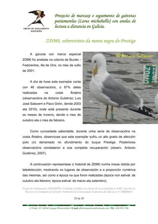 Proxecto de marcaxe e seguimento de gaivotas
                              patiamarelas (Larus michahellis) con anelas de
                              lectura a distancia en Galicia.


                    ZDM0, sobrevivinte da marea negra do Prestige

      A gaivota         con    marca       especial
ZDM0 foi anelada na colonia de Burato -
Fedorentos, illa de Ons, no mes de xullo
de 2001.


      A día de hoxe este exemplar conta
con 46 observacións, o 87% delas
realizadas         na         costa         Ártabra
(observacións de Antonio Gutiérrez, Luis
José Salaverri e Paco Girón, dende 2003
ata 2010), onde está presente durante
os meses de inverno, dende o mes de
outubro ata o mes de febreiro.


      Como curiosidade salientable, durante unha serie de observacións na
costa Ártabra, observouse que este exemplar sufriu un alto grado de afección
polo crú derramado no afundimento do buque Prestige. Posteriores
observacións constataron a súa completa recuperación (observ. Antonio
Gutiérrez, 2007).


      A continuación representase o historial de ZDM0 nunha imaxe obtida por
teledetección, mostrando os lugares de observación e a proporción numérica
das mesmas, así como a época na que foron realizadas (época non estival: de
outubro ata febreiro; época estival: de marzo ata setembro).

Grupo de Anelamento ANDURIÑA. Entidade científica sen ánimo de lucro fundada en 1985. Inscrita no
  Rexistro de Entidades de Carácter Ambiental da Comunidade Autónoma de Galicia co nº 2008/0083.

                                                23 de 29


     O Tobal, 35. 36940 Cangas (Pontevedra) • E-mail albertopastoriza@hotmail.com • Tel.: 658 993 396
 