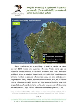 Proxecto de marcaxe e seguimento de gaivotas
                             patiamarelas (Larus michahellis) con anelas de
                             lectura a distancia en Galicia.




      Como indicábamos con anterioridade, e como se mostra na imaxe
superior, ZDM0 mostra unha querenza pola costa Ártabra como lugar de
invernada, a 160 quilómetros da colonia da illa de Ons onde naceu. Ao acadar
a madurez sexual, e durante o período reprodutor da especie, establécense os
primeiros rexistros na zona da colonia onde naceu seis anos atrás (observ.
Jorge Mouriño, 2007). En total, son catro as observacións de ZDM0 na colonia
durante diferentes tempadas estivais; en dúas ocasións ZDM0 foi observada
emparellada e defendendo territorio, nunha delas comprobouse definitivamente
a súa reprodución (Jorge Mouriño e Alberto Pastoriza obsv. persoais, 2010).

Grupo de Anelamento ANDURIÑA. Entidade científica sen ánimo de lucro fundada en 1985. Inscrita no
  Rexistro de Entidades de Carácter Ambiental da Comunidade Autónoma de Galicia co nº 2008/0083.

                                                24 de 29


     O Tobal, 35. 36940 Cangas (Pontevedra) • E-mail albertopastoriza@hotmail.com • Tel.: 658 993 396
 