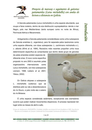 Proxecto de marcaxe e seguimento de gaivotas
                             patiamarelas (Larus michahellis) con anelas de
                             lectura a distancia en Galicia.

      A Gaivota patiamarela (Larus michahellis) é unha especie abundante, que




                                                                                                        Introdución
ocupa a faixa costeira, dentro da súa distribución suprapaleártica: dende o mar
Negro, polo mar Mediterráneo (tanto europeo como no norte de África),
Península Ibérica e Macaronesia.


      Antigamente a Gaivota patiamarela considerábase como unha subespecie
da Gaivota arxéntea (L. argentatus), pero foi separada polos taxónomos como
unha especie diferente, con dúas subespecies: L. cachinnans michahellis e L.
c. atlantis (Wink et al, 1994). Revisións máis recentes propoñen unha nova
determinación específica ao comprobarse que dentro deste grupo de gaivotas
de patas amarelas existen especies de
diferente orixe. O novo nome específico
proposto no ano 2003 é asumido polas
organizacións        internacionais          como
Larus michahellis, con tres subespecies
(Jonson, 1998; Liebers et al, 2001;
Yésou, 2002)


      En Galicia atopase a subespecie
L.   michahellis       lusitanius       que      se
distribúe polo sur ata a desembocadura
do río Douro, e polo norte ata o esteiro
do río Bidasoa.

      É unha especie considerada sedentaria, exceptuando aos exemplares
xuvenís que poden realizar movementos dispersivos. O proceso reprodutor ten
lugar entre os meses de abril e xullo.

Grupo de Anelamento ANDURIÑA. Entidade científica sen ánimo de lucro fundada en 1985. Inscrita no
  Rexistro de Entidades de Carácter Ambiental da Comunidade Autónoma de Galicia co nº 2008/0083.

                                                3 de 29


     O Tobal, 35. 36940 Cangas (Pontevedra) • E-mail albertopastoriza@hotmail.com • Tel.: 658 993 396
 