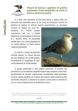 Proxecto de marcaxe e seguimento de gaivotas
                                           patiamarelas (Larus michahellis) con anelas de
                                           lectura a distancia en Galicia.

                    É o lárido máis abundante da Península Ibérica e Galicia conta coa
Introdución



              poboación máis abundante dentro do seu rango de distribución mundial. Os
              efectivos da especie no territorio español experimentaron un importante
              aumento na década dos anos 90,
              acadando         as       100.000          parellas
              reprodutoras,       das      que      a     metade
              atopábanse na costa galega (A. Bermejo
              & J. Mouriño, 2003). Na actualidade
              semella que o seu número estabilizouse
              ou incluso amosou un lixeiro declive
              nalgunhas poboacións.


                    En Galicia, a maioría da poboación
              aniñante atópase no Parque Nacional
              das Illas Atlánticas, con 33.500 parellas,
              principalmente no arquipélago de Cíes,
              cunha poboación de 18.400 parellas.


                    A gaivota patiamarela é unha especie oportunista. O aumento das
              poboacións e a súa expansión xeográfica parece estar asociada a unha maior
              dispoñibilidade de alimento, proporcionado principalmente polas actividades
              humanas; algúns exemplos son a xestión dos residuos sólidos urbanos ou das
              actividades pesqueiras, o abandono da presión humana sobre as colonias de
              cría, así como a antiga práctica da recolección de ovos.




              Grupo de Anelamento ANDURIÑA. Entidade científica sen ánimo de lucro fundada en 1985. Inscrita no
                Rexistro de Entidades de Carácter Ambiental da Comunidade Autónoma de Galicia co nº 2008/0083.

                                                              4 de 29


                   O Tobal, 35. 36940 Cangas (Pontevedra) • E-mail albertopastoriza@hotmail.com • Tel.: 658 993 396
 