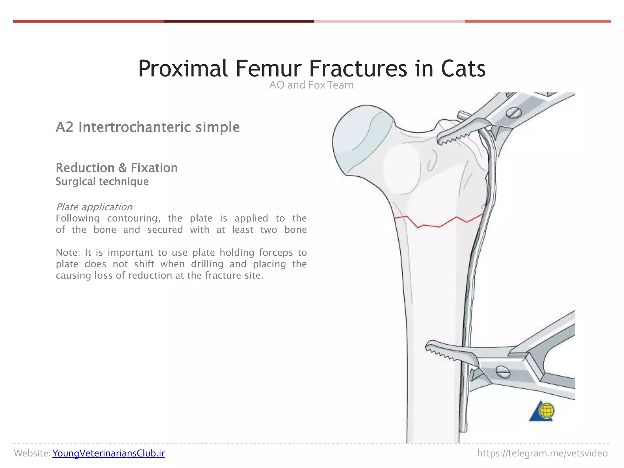 Proximal Femur Fracture in Cats Part A Mostafa Qalavand PPT