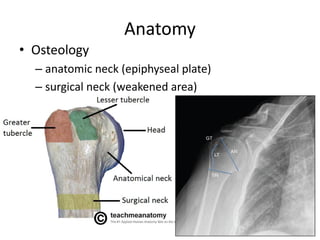 Anatomy
• Osteology
– anatomic neck (epiphyseal plate)
– surgical neck (weakened area)
 