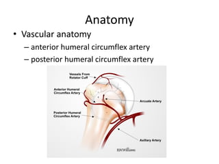 Anatomy
• Vascular anatomy
– anterior humeral circumflex artery
– posterior humeral circumflex artery
 