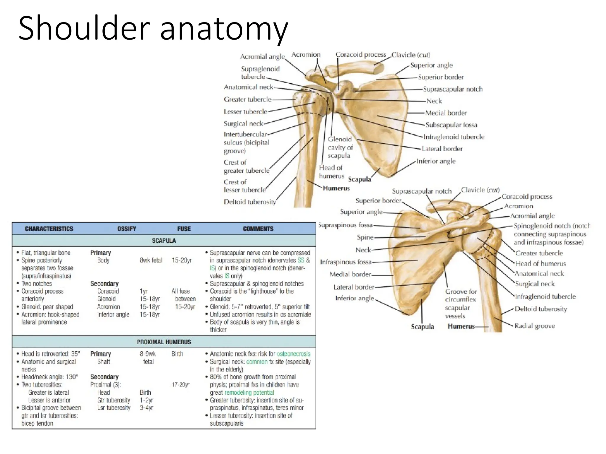 Proximal humerus fracture approach and dangerpptx | PPTX