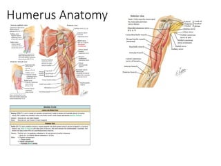 Proximal humerus fracture approach and dangerpptx | PPTX
