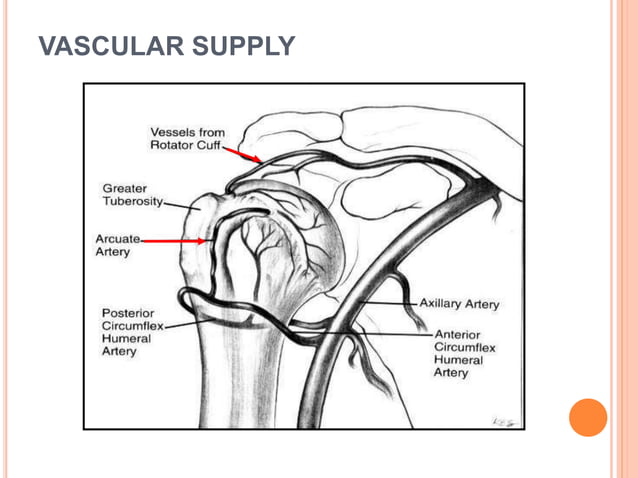 Proximal humerus fractures | PPTX