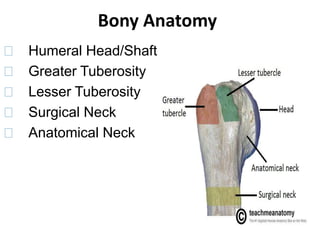 Bony Anatomy
􀁺 Humeral Head/Shaft
􀁺 Greater Tuberosity
􀁺 Lesser Tuberosity
􀁺 Surgical Neck
􀁺 Anatomical Neck
 