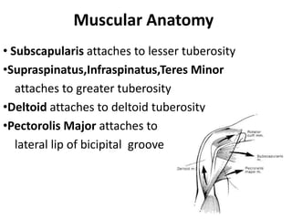Muscular Anatomy
• Subscapularis attaches to lesser tuberosity
•Supraspinatus,Infraspinatus,Teres Minor
attaches to greater tuberosity
•Deltoid attaches to deltoid tuberosity
•Pectorolis Major attaches to
lateral lip of bicipital groove
 